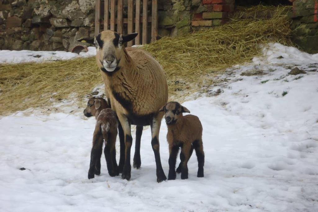 Sinnes Wandel Hof Serka Grimma Bagian luar foto
